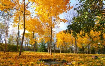 Акварели Осень День Фруктовый сад Клены Прудик